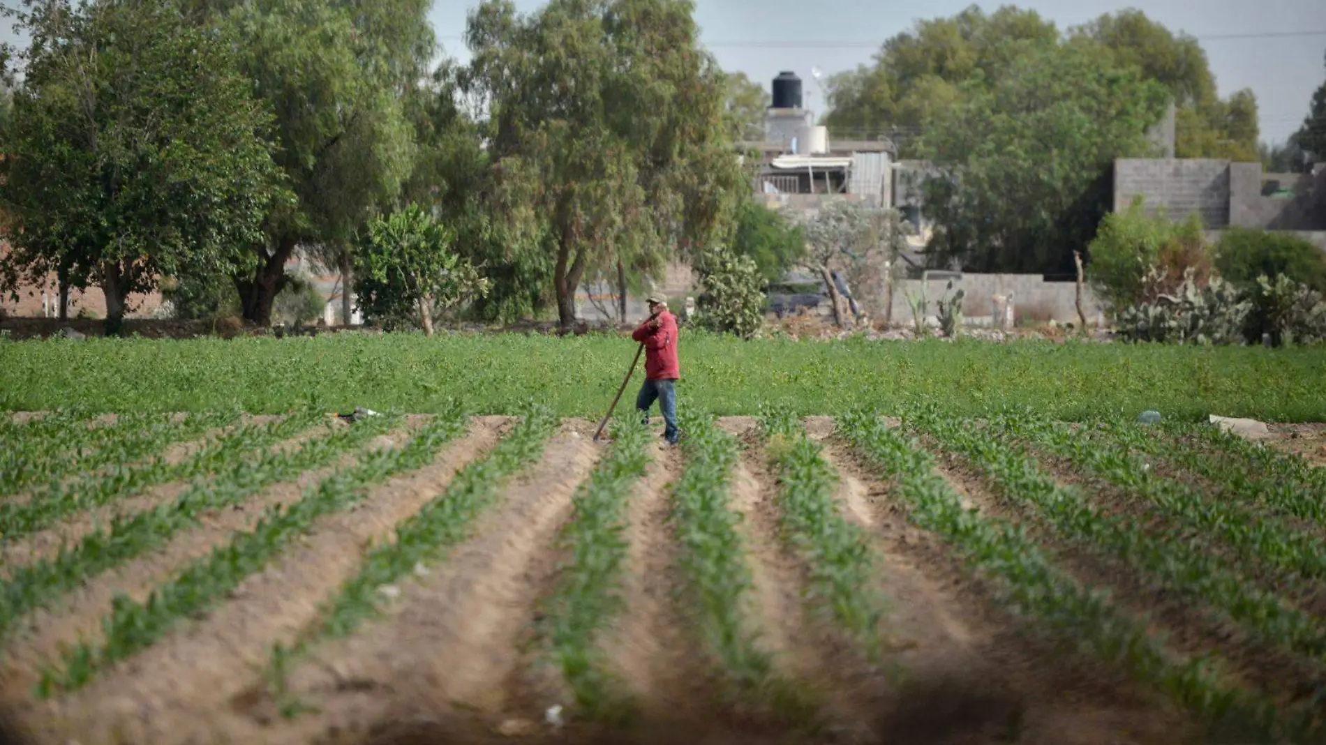 Campo y cultivos